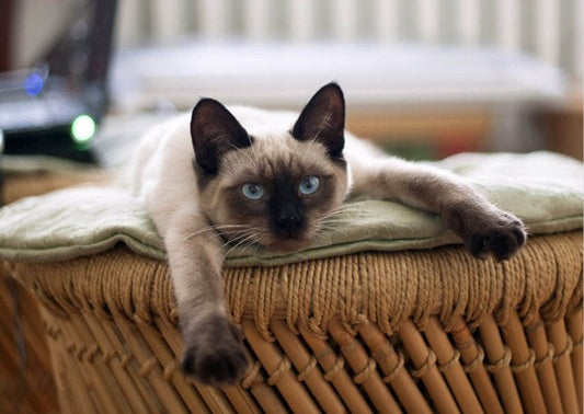 أفضل أنواع سلالات القطط المنزلية ومميزاتها - متجر كيتي