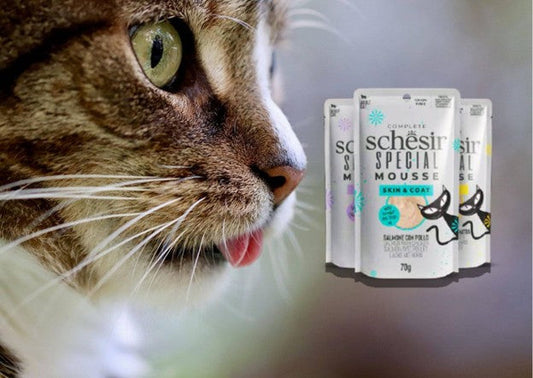 فوائد أكل قطط شيزر: دليلك لاختيار الطعام الصحي لقطتك - متجر كيتي