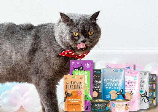 أنواع أكل قطط شيزر: أفضل الاختيارات لوجبات صحية ومتوازنة لقطتك