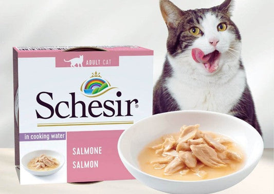 شيزر طعام قطط