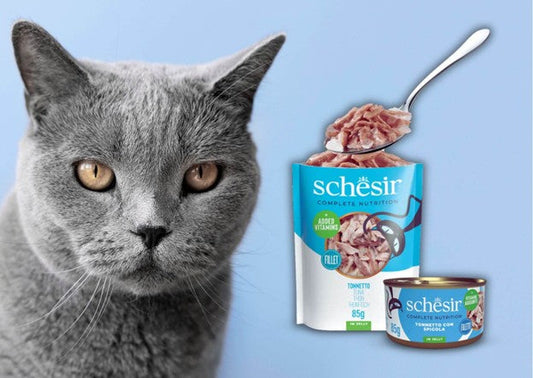 شيزر اكل قطط