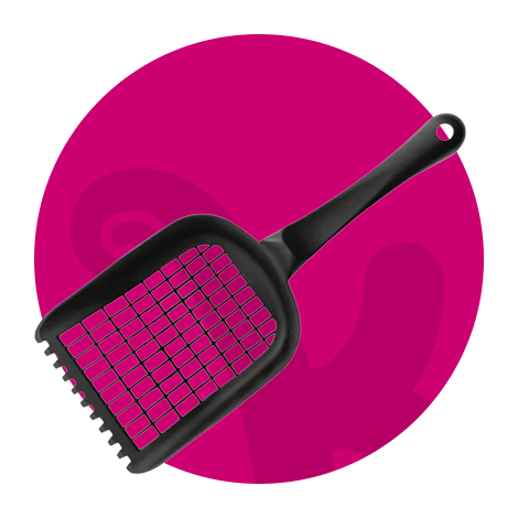 الإكسسوارات للقطط