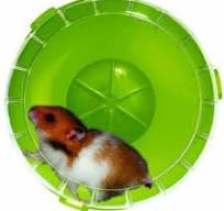 Zolux Roddy Mini Silent Wheel for Small Rodents - Green